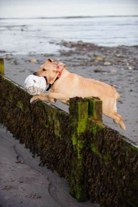 Joey jumping with ball on beach