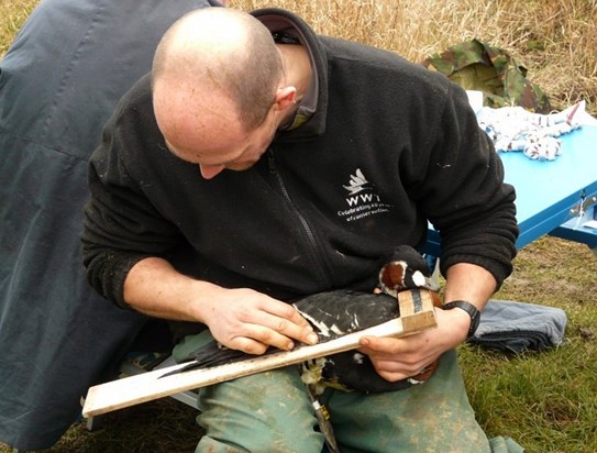 Rich with a Red-breasted Goose taking measurements near Tyulenovo village in NE Bulgaria Jan 2011