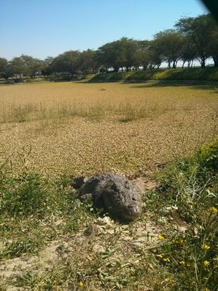 Rich and I were petrified to come across this guy in someone's garden in Kuwait in 2014 (it was real!) and thought we were going to get munched. We still had a laugh about it just months before Rich passed 