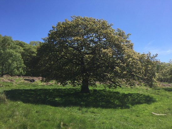 ‘Turn left at the oak tree and talk about the face carving in the rock’ - Greenwood Farm Longshaw 