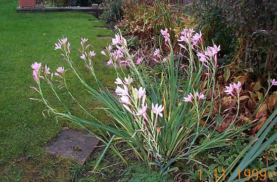 Schizostylis