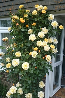 Mummy's roses, their best ever xx