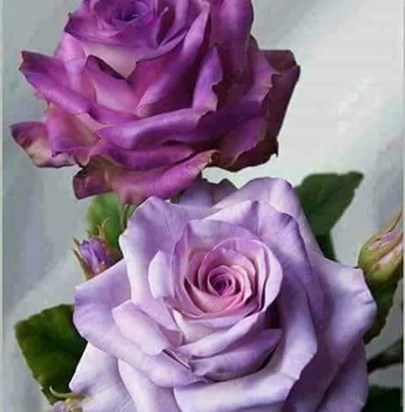 Roses for a beautiful Teresa Rose ~ Mummy ~ xxx