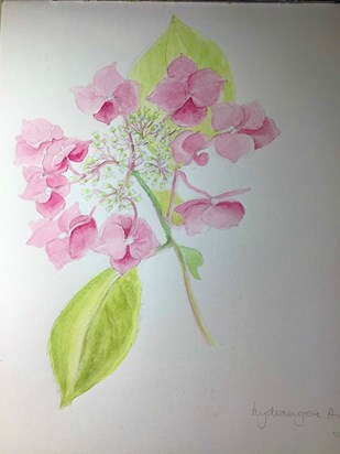 Hydrangea in watercolour     