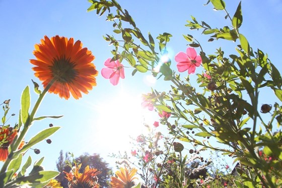 Flowers in the sun.jpg