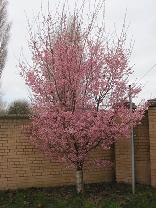 The blossom tree is growing bigger every year