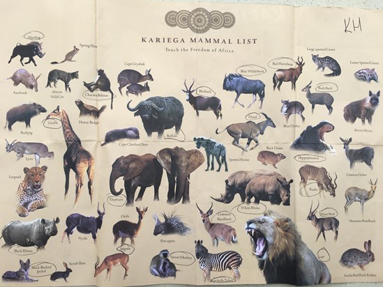 Animals Seen by KH aged 60 not 6???