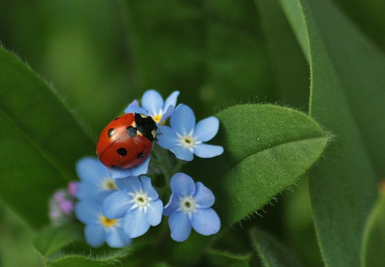 Forget me nots ..... and the ladybird 