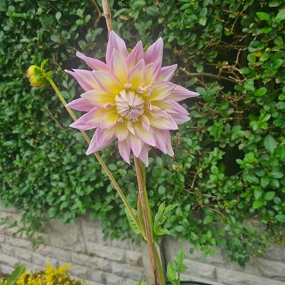 Grandads dahlias still so beautiful in my garden