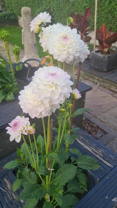 Grandads dahlias