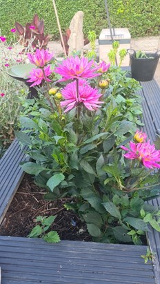 Grandads dahlias