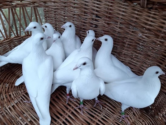 Doves for Connie's 10th Birthday - Audley End House and Gardens
