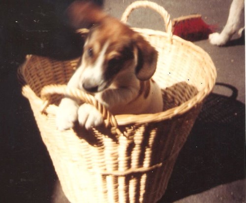 Georgie as a pup