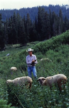 Robert in a field with sheep