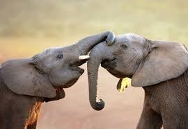 elephants Shirley Newbury