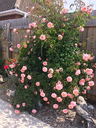 Mum's Favourite Rose Bush in her Garden