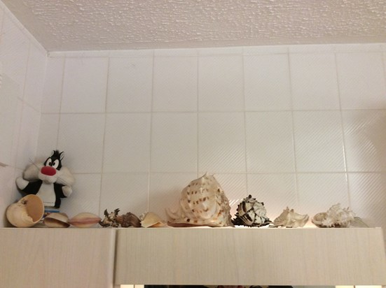 More of Terri’s seashells on top of the bathroom cabinet. ????