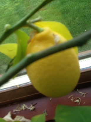 Terri’s lemon tree at the lodge: she grew it from a pip.