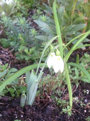 Snowdrops near Terri’s memorial stone at Picklecombe. 