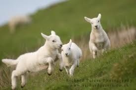 Love: Lambs & Sheep.... 