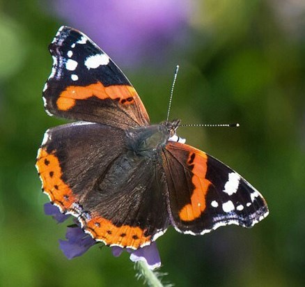 Red Admiral ??