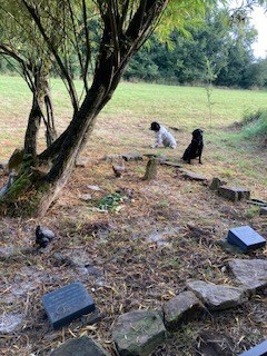 Ashes scattered on our parents graves while Holly and Willow look on