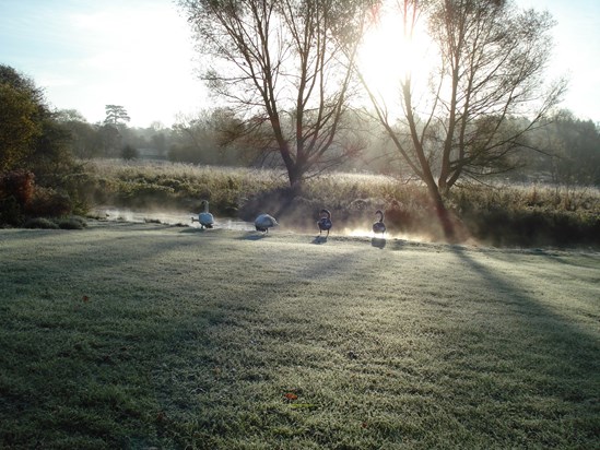 frosty morning with swans