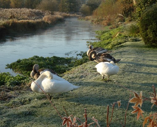swans freefolk