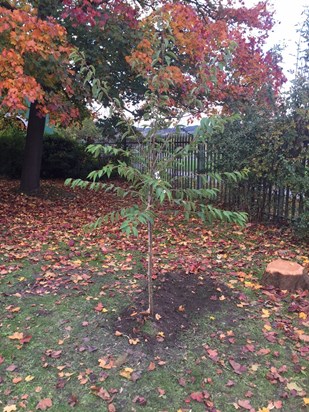 Winter cherry blossom tree planted at Valley View Primary School in memory of Henry 19/10/2016