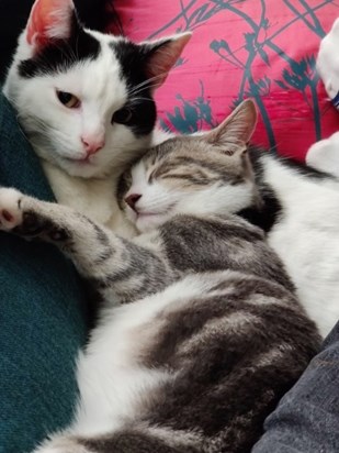 One of Kathryn’s favourite foster kittens settling in with his new brother: this made her happy!