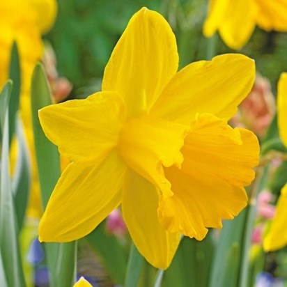 daffodil st victor1