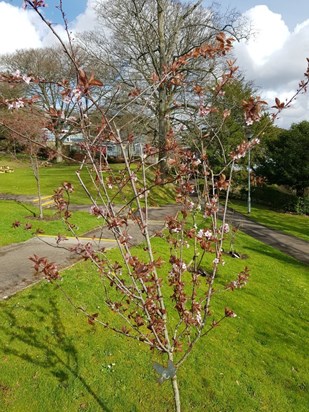 Four years after we lost her - this is Clarissa's memorial tree at Winchester University , just coming into blossom.