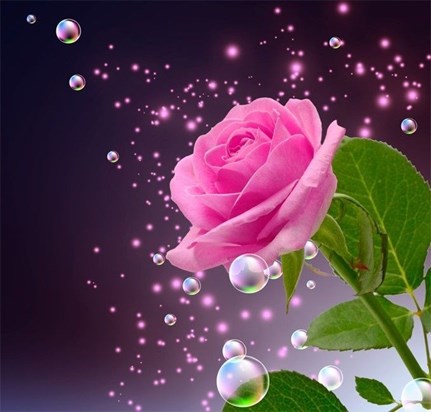 A beautiful rose for a beautiful lady...