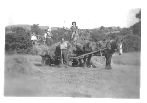 Haymaking in 1952