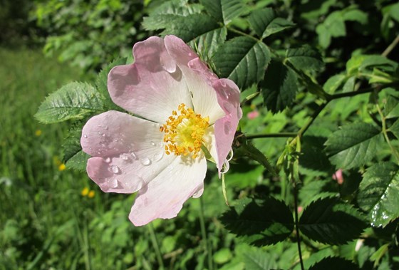 The dog roses are flowering on the hedges for your birthday Mum  . . . as they always have. X