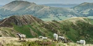 The Long Mynd and the ponies for Father's Day x