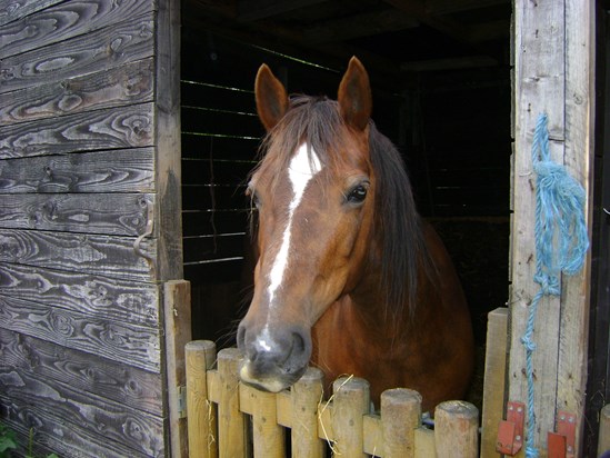 My daughters horse Lily, a quiet, gentle and loving mare