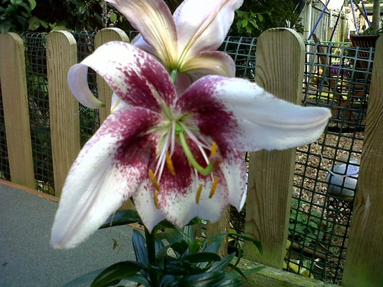 the normal size Lily for Mum x