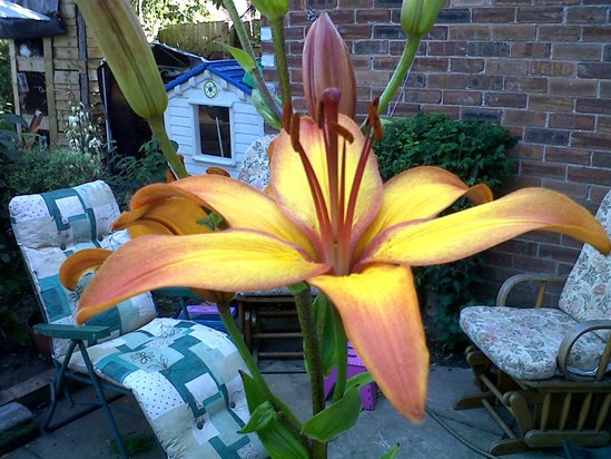 the second Lily which is as tall as me x