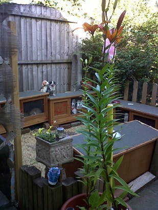 huge Lily by the Bunny hutches x