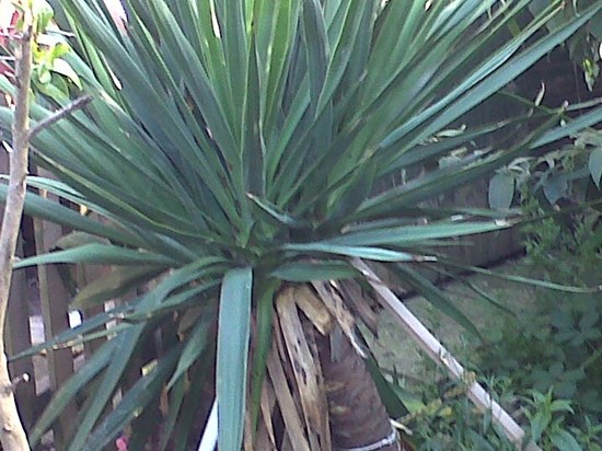 the spiky plant