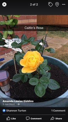 Caitlin’s rose from Scarlett and Sarah xx