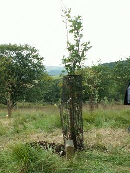 English Oak tree planted in Stephen's memory