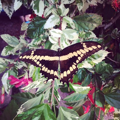 A butterfly I found on my visit to Florida in 2014. Reminded me of mom
