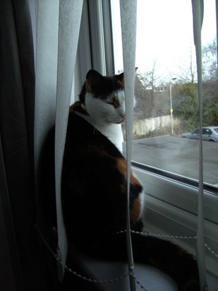 millie window watching