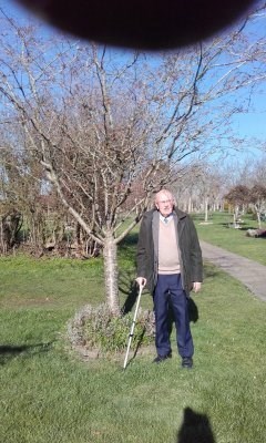 Mum's tree at Westerleigh