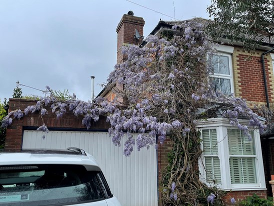 I’ve always loved wisteria, but now it truly makes me smile