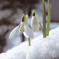 Snowdrops bring hope and promise for the future x