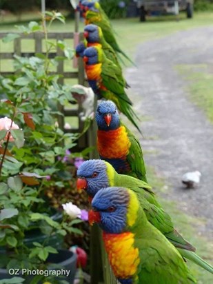Feeding the beautiful Lorikeets was one of Ron's favourite pastimes.