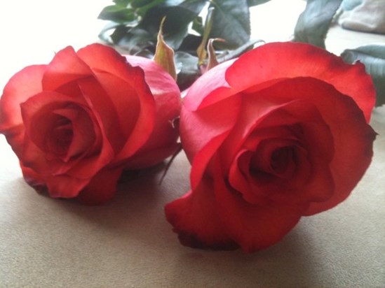 Jack & Kerrie's Roses that went with Dad to Heavan